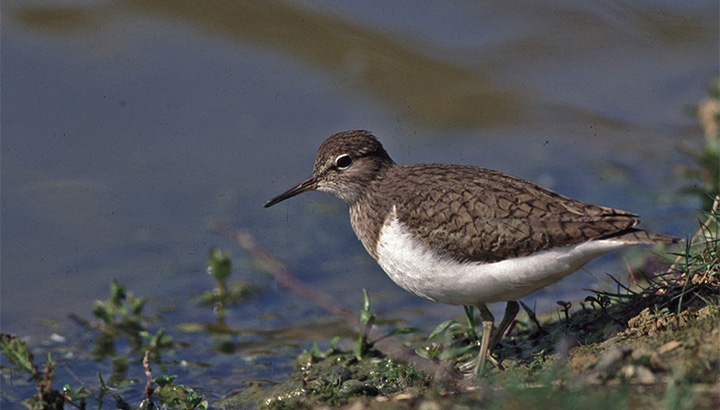 Les oiseaux du domaine du Léché